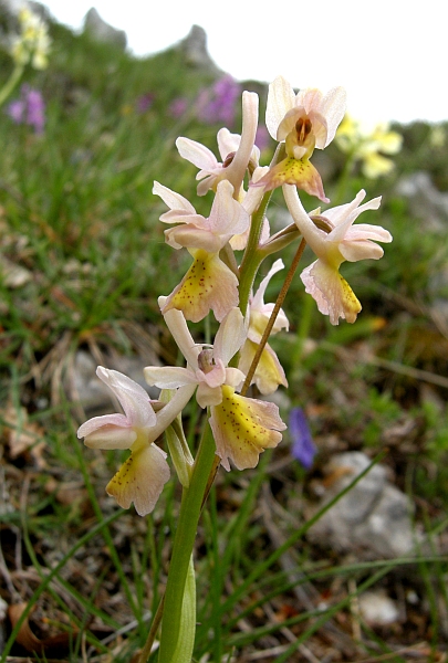 Orchis colemanii - variazioni cromatiche