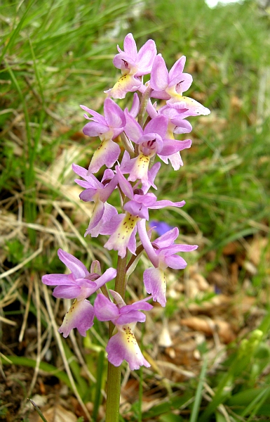 Orchis colemanii - variazioni cromatiche