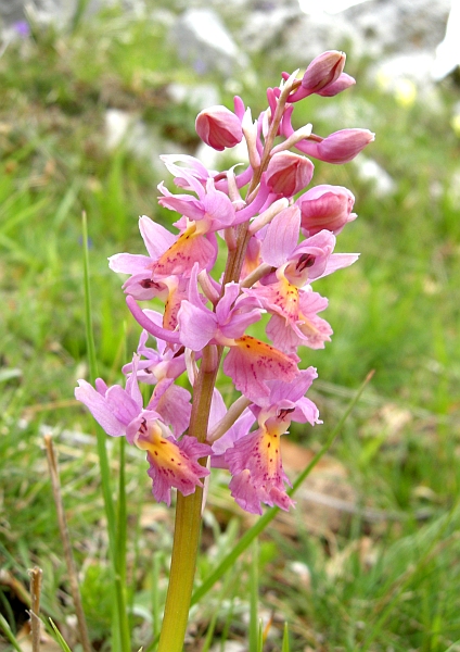 Orchis colemanii - variazioni cromatiche