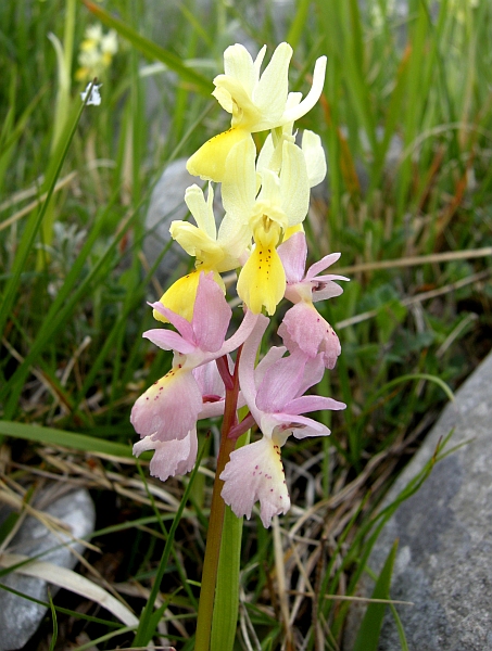 Orchis colemanii - variazioni cromatiche