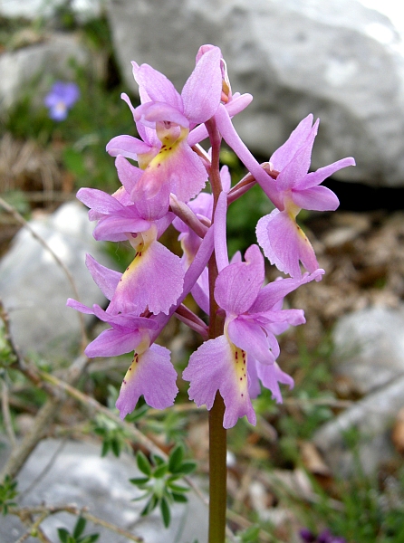 Orchis colemanii - variazioni cromatiche