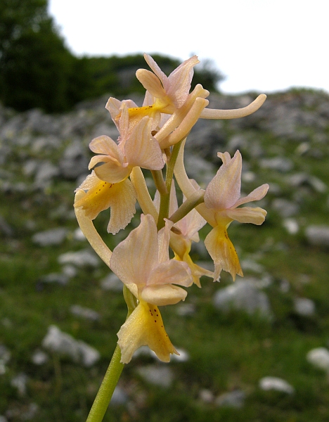 Orchis colemanii - variazioni cromatiche