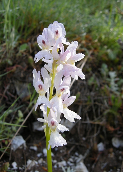 Orchis colemanii - variazioni cromatiche