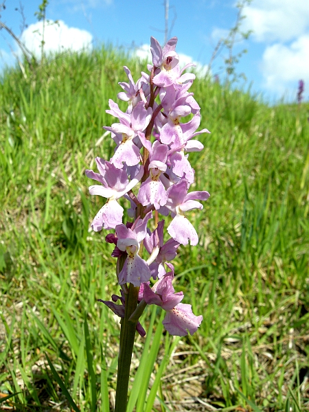 Orchis colemanii - variazioni cromatiche