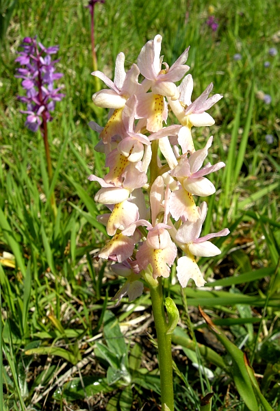 Orchis colemanii - variazioni cromatiche