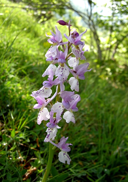 Orchis colemanii - variazioni cromatiche