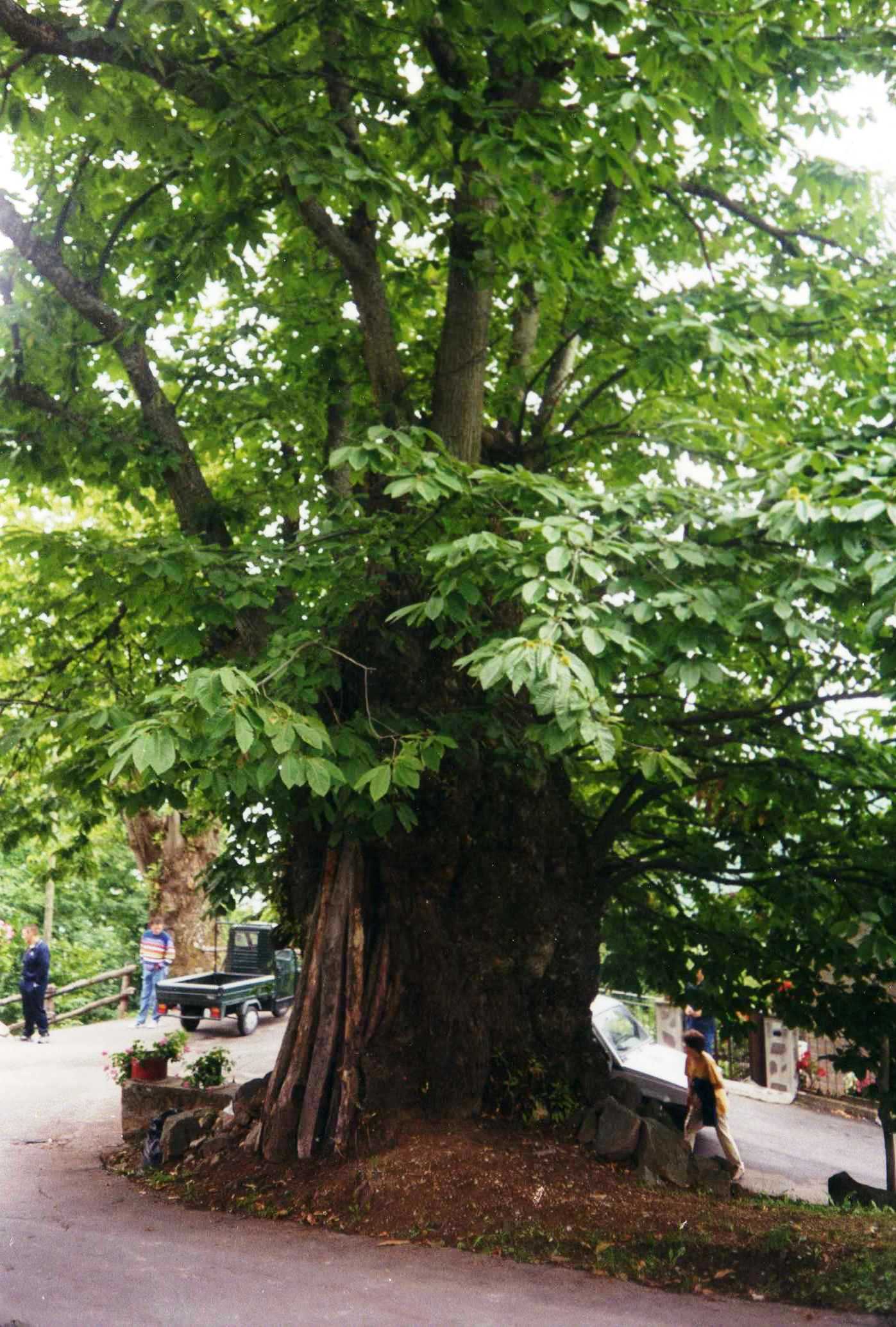 Castagni di Renaio - Barga