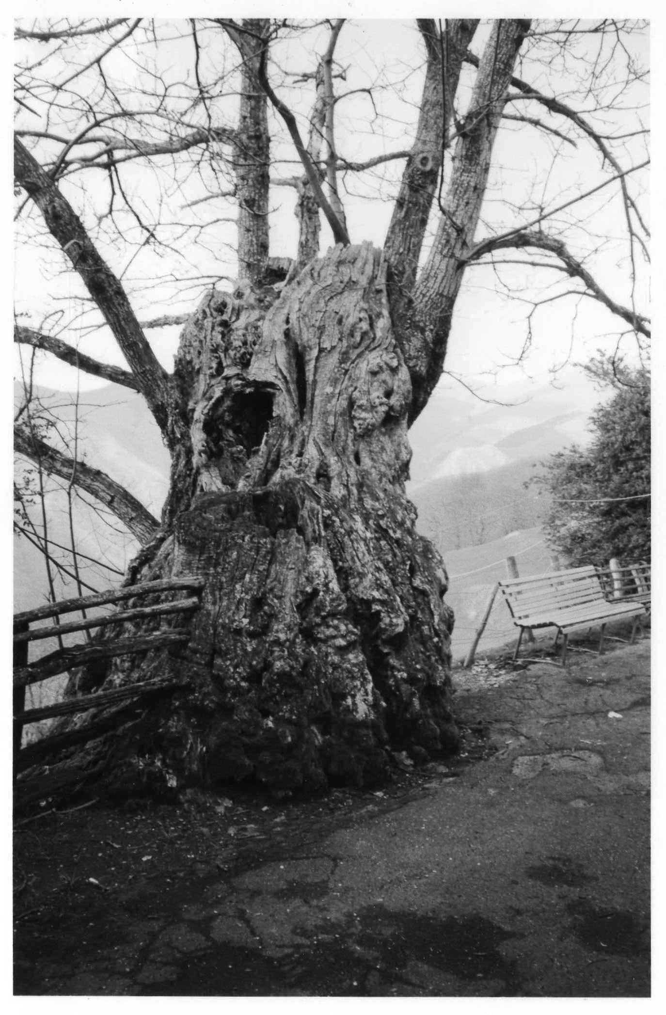 Castagno di San Paolino