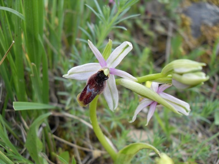 Orchidee in Sicilia