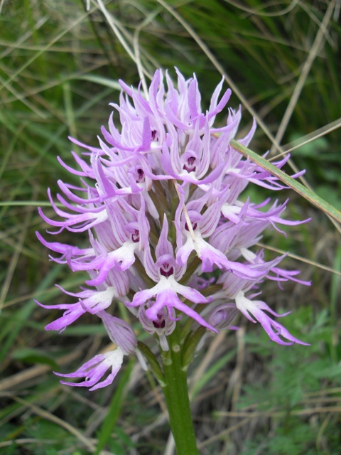 Orchidee in Sicilia