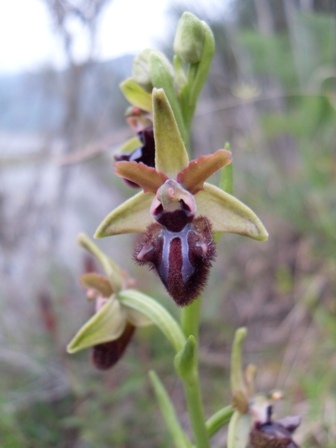 Orchidee in Sicilia