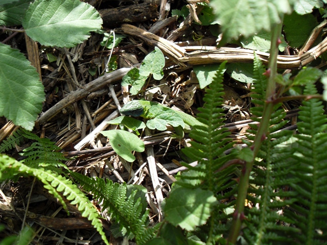 Lacerta bilineata