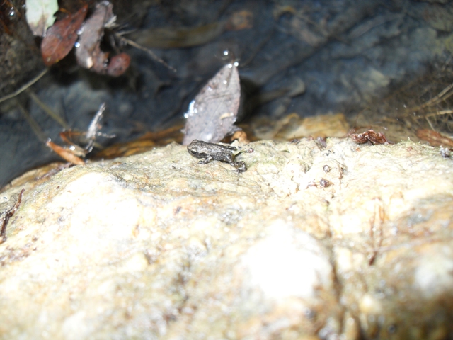 Discoglossi vero? - Un Discoglossus pictus, un Bufo bufo