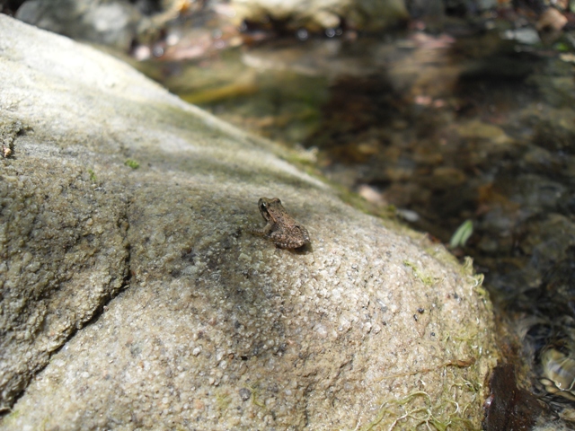 Discoglossi vero? - Un Discoglossus pictus, un Bufo bufo