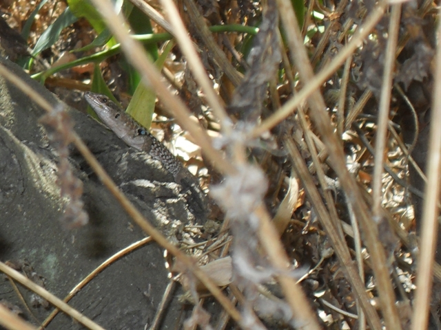 Lucertole di Vulcano(isole eolie)