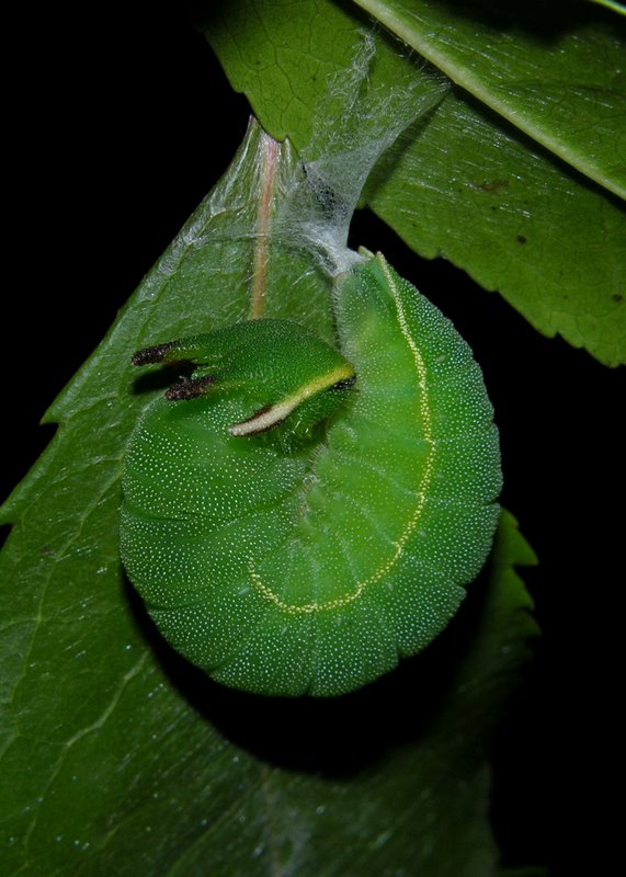 Sequenza dal bruco alla crisalide di Charaxes jasius