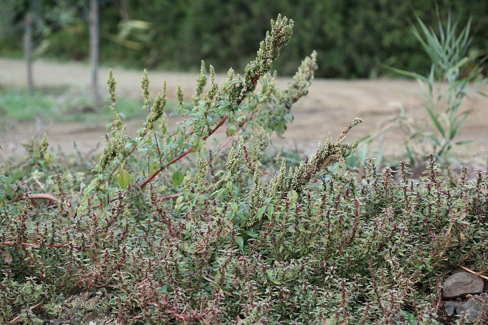 Amaranthus blitoides S. Watson s.l.  /  Amaranto blitoide