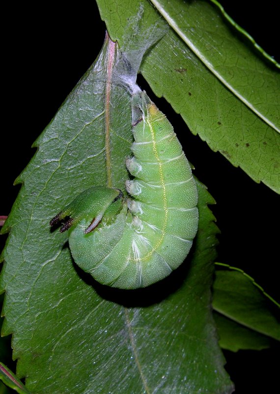 Sequenza dal bruco alla crisalide di Charaxes jasius