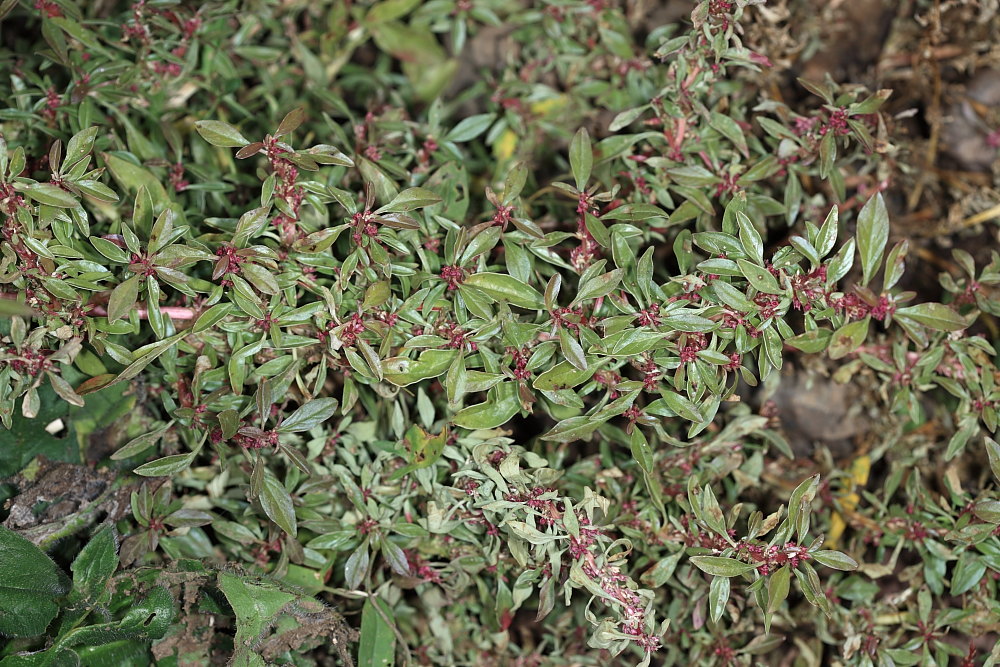 Amaranthus blitoides S. Watson s.l.  /  Amaranto blitoide