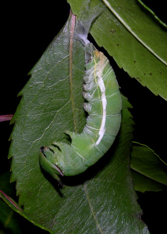 Sequenza dal bruco alla crisalide di Charaxes jasius