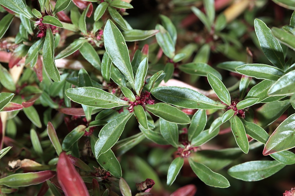 Amaranthus blitoides S. Watson s.l.  /  Amaranto blitoide