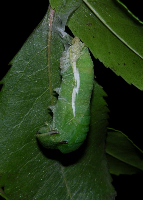 Sequenza dal bruco alla crisalide di Charaxes jasius