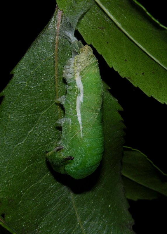 Sequenza dal bruco alla crisalide di Charaxes jasius