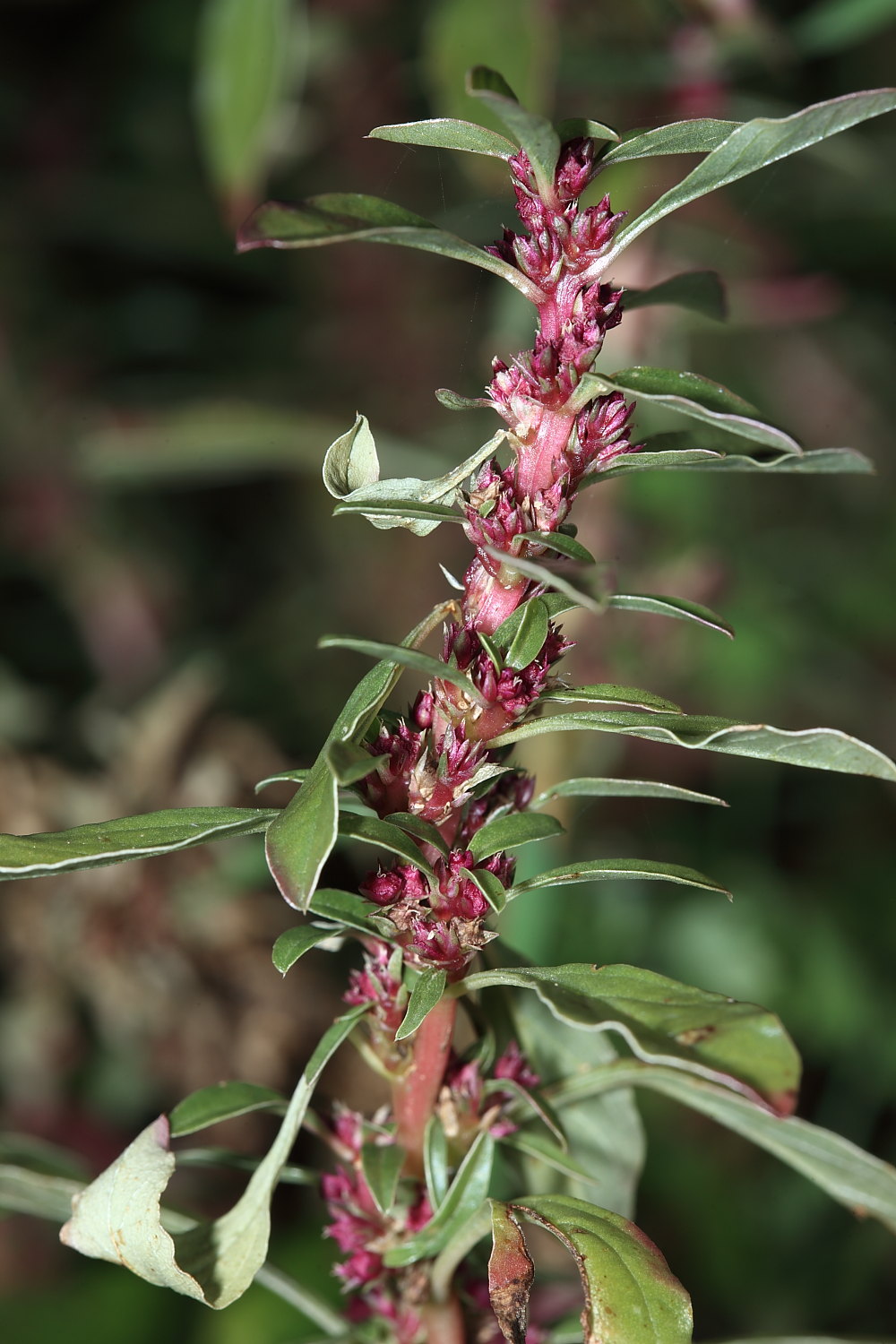 Amaranthus blitoides S. Watson s.l.  /  Amaranto blitoide