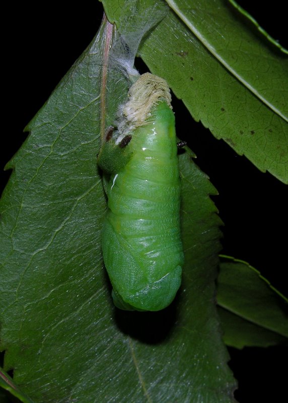 Sequenza dal bruco alla crisalide di Charaxes jasius