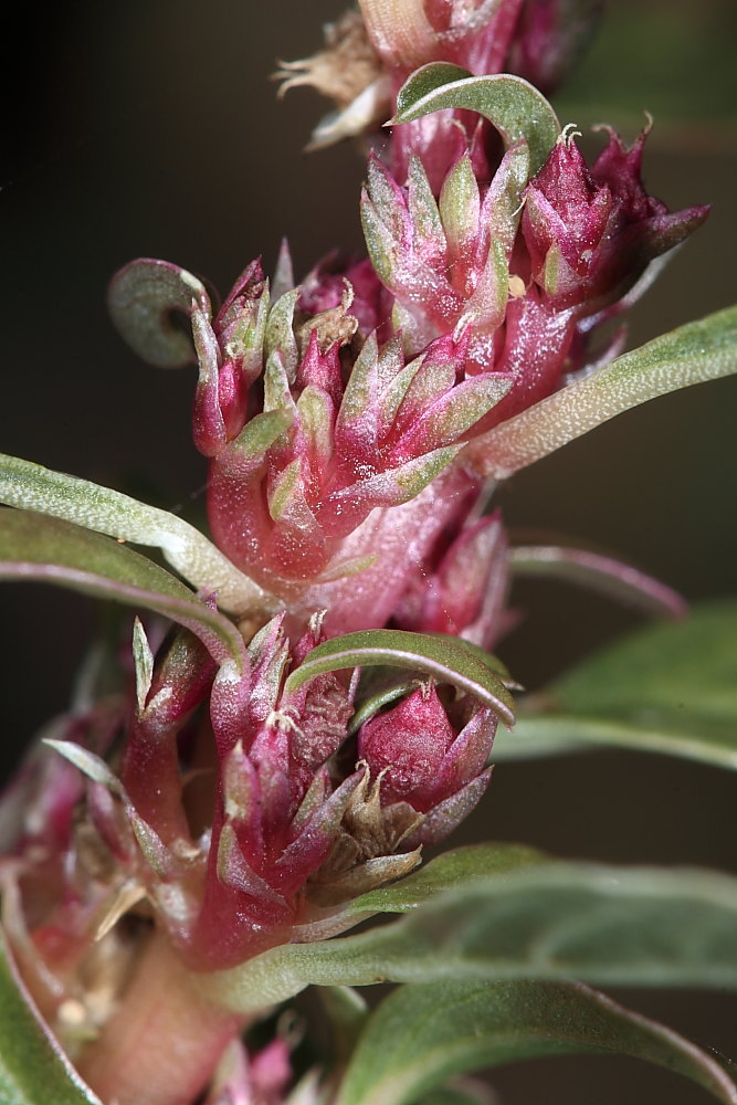 Amaranthus blitoides S. Watson s.l.  /  Amaranto blitoide