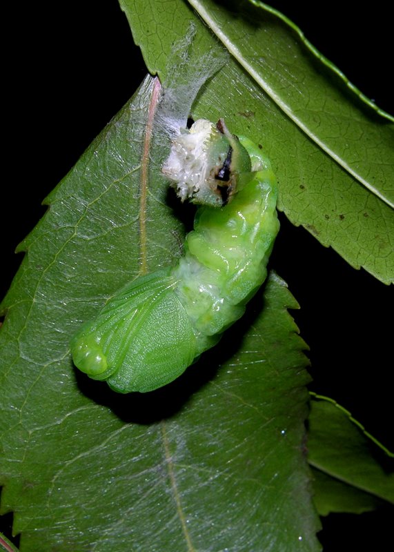 Sequenza dal bruco alla crisalide di Charaxes jasius