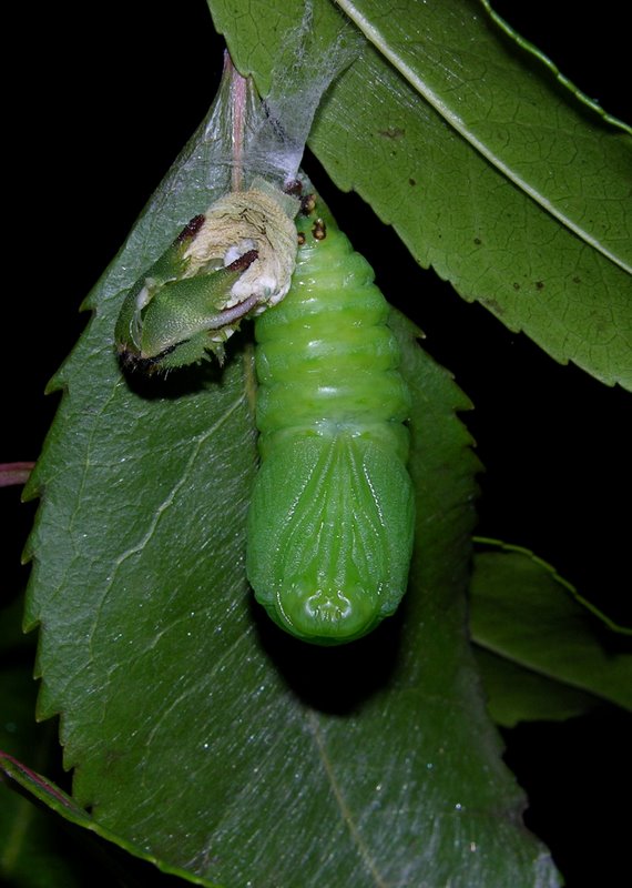 Sequenza dal bruco alla crisalide di Charaxes jasius