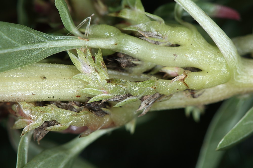 Amaranthus blitoides S. Watson s.l.  /  Amaranto blitoide