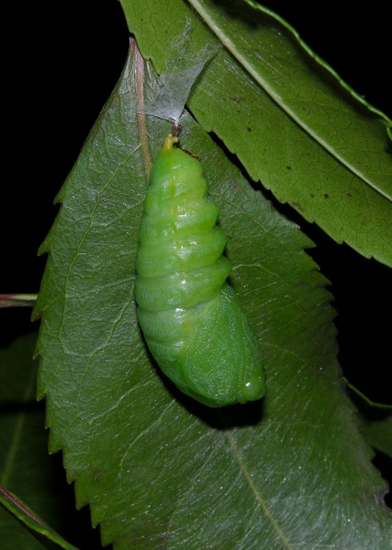 Sequenza dal bruco alla crisalide di Charaxes jasius