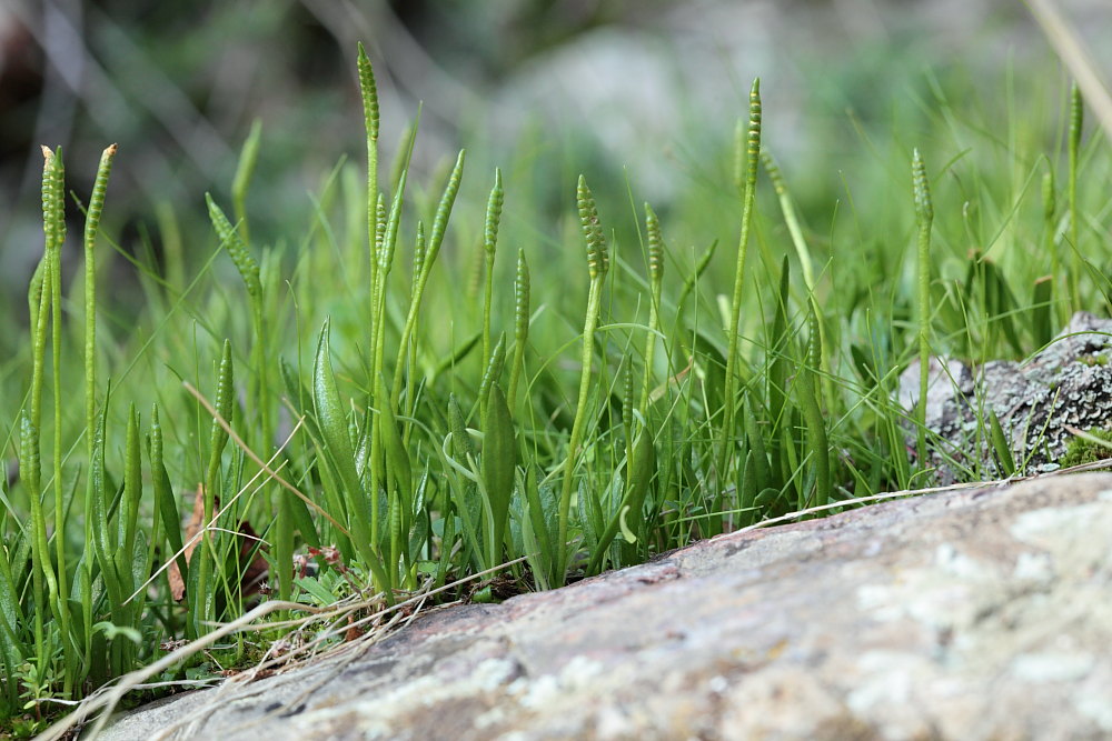 Ophioglossum lusitanicum  / Ofioglosso lusitanico