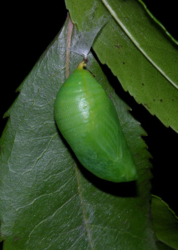 Sequenza dal bruco alla crisalide di Charaxes jasius