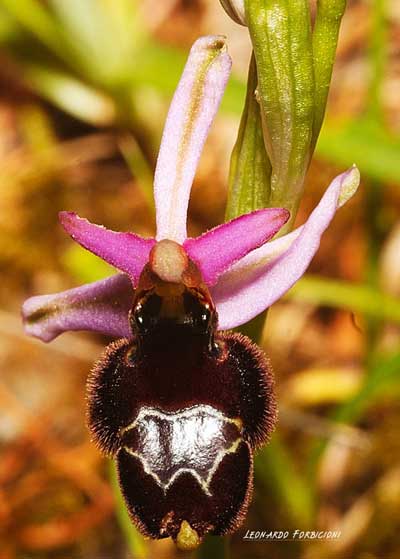 Ophrys x vespertilio