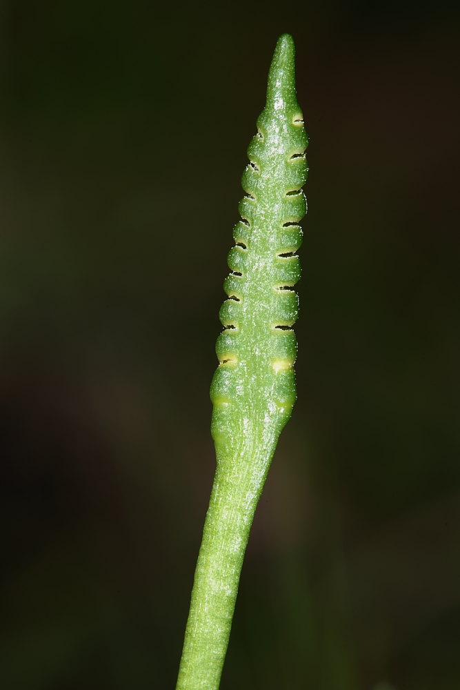 Ophioglossum lusitanicum  / Ofioglosso lusitanico