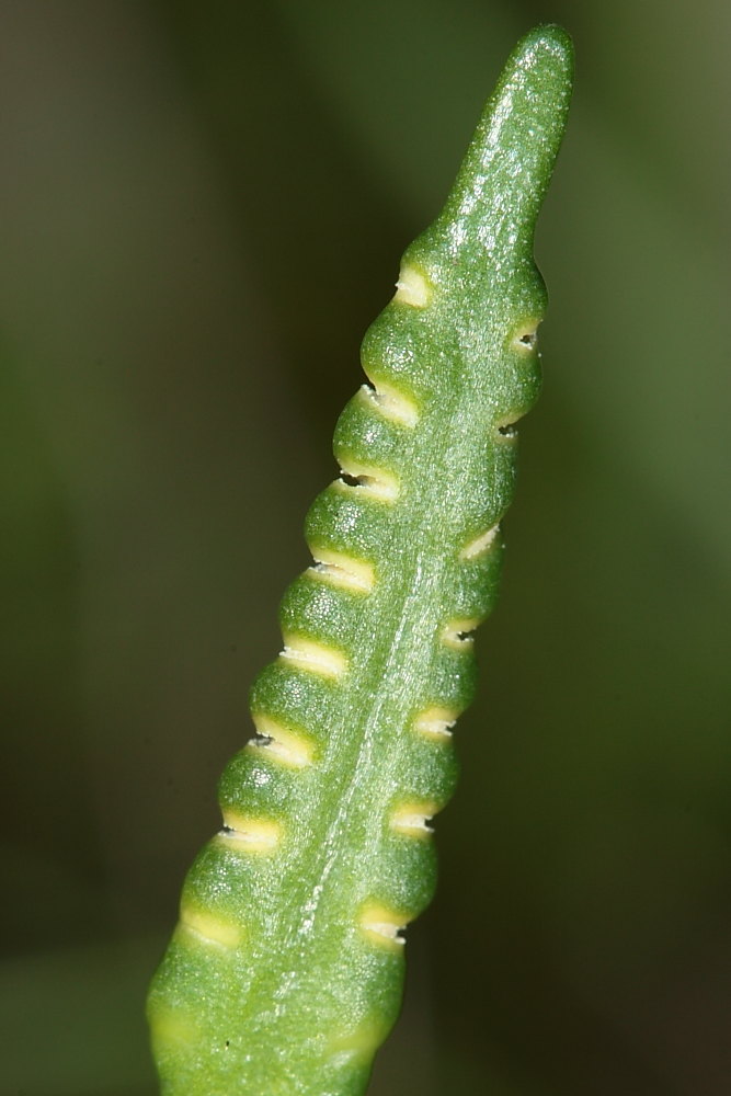 Ophioglossum lusitanicum  / Ofioglosso lusitanico