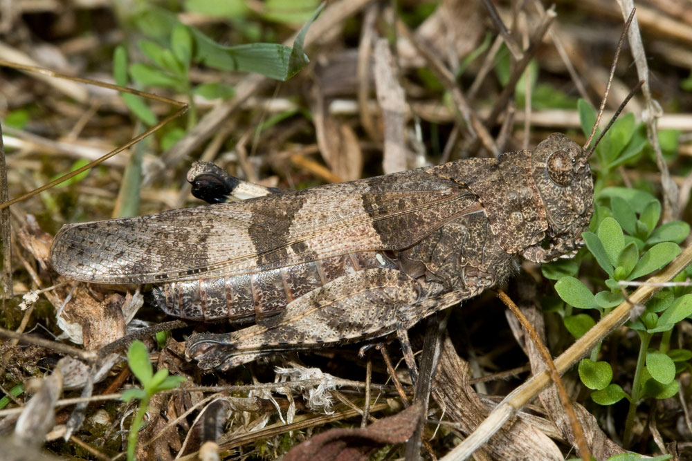 Oedipoda cfr. caerulescens