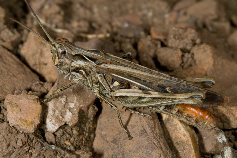 Acrididae: Chorthippus (Glyptobothrus) cfr. rubratibialis