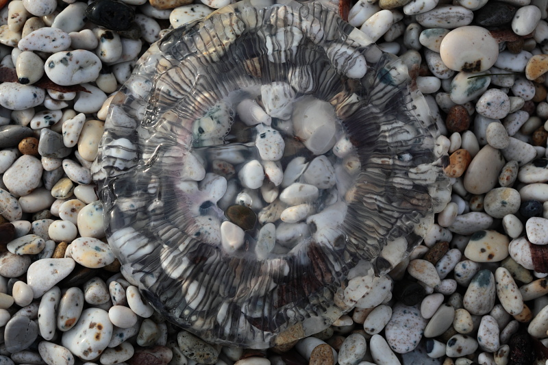 Aequorea forskalea  invade l''Elba