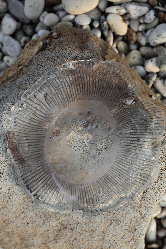 Aequorea forskalea  invade l''Elba