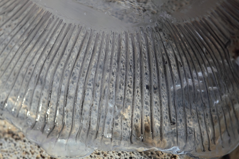 Aequorea forskalea  invade l''Elba