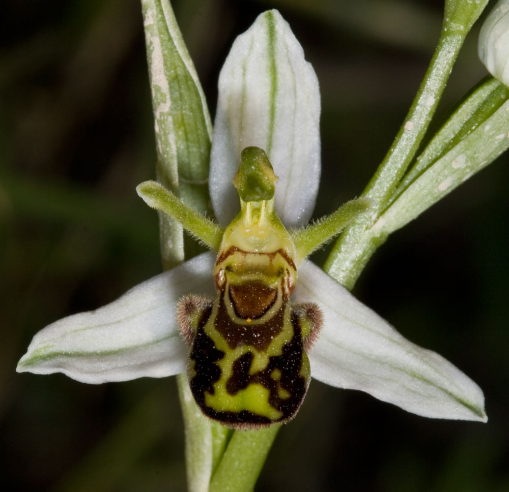 Ophrys apifera var. aurita