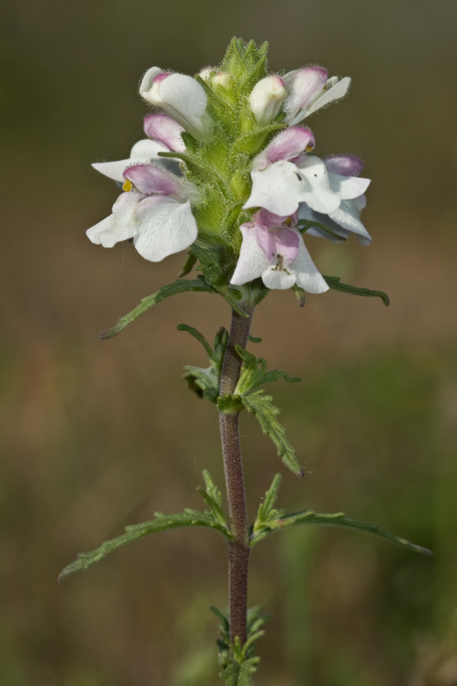 Bellardia trixago / Perlina minore