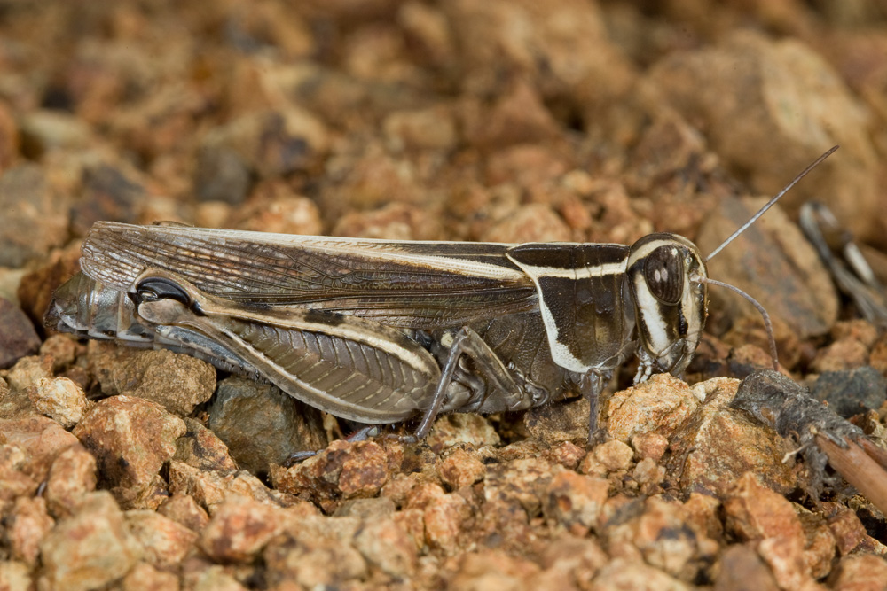 Calliptamus barbarus (forma marginellus)