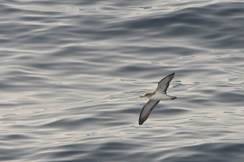 Berta minore mediterranea o Berta maggiore