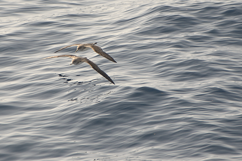 Berta minore mediterranea o Berta maggiore