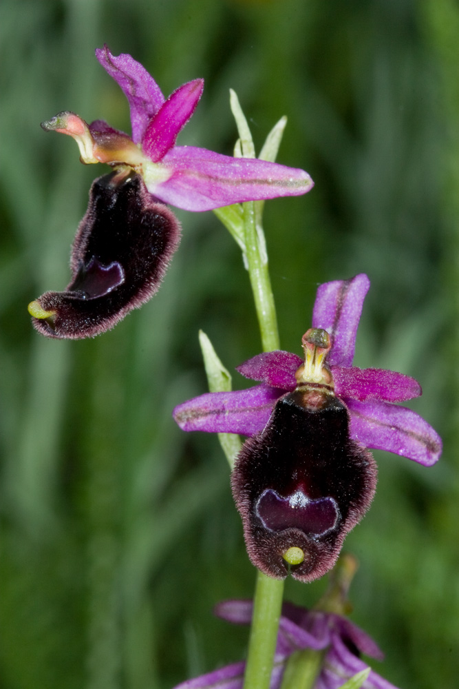 Ophrys bertolonii o explanata?